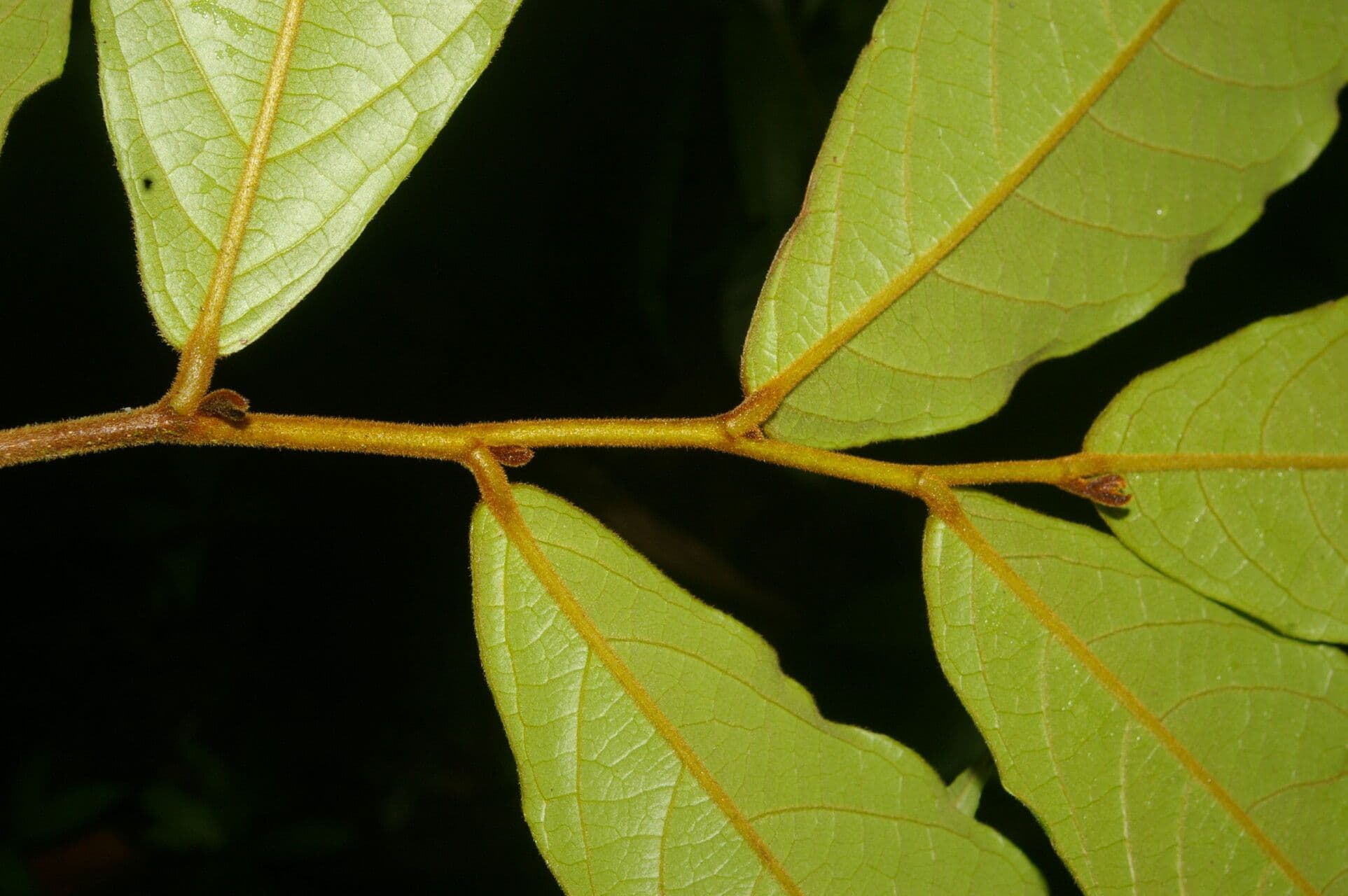 Stenanona 18