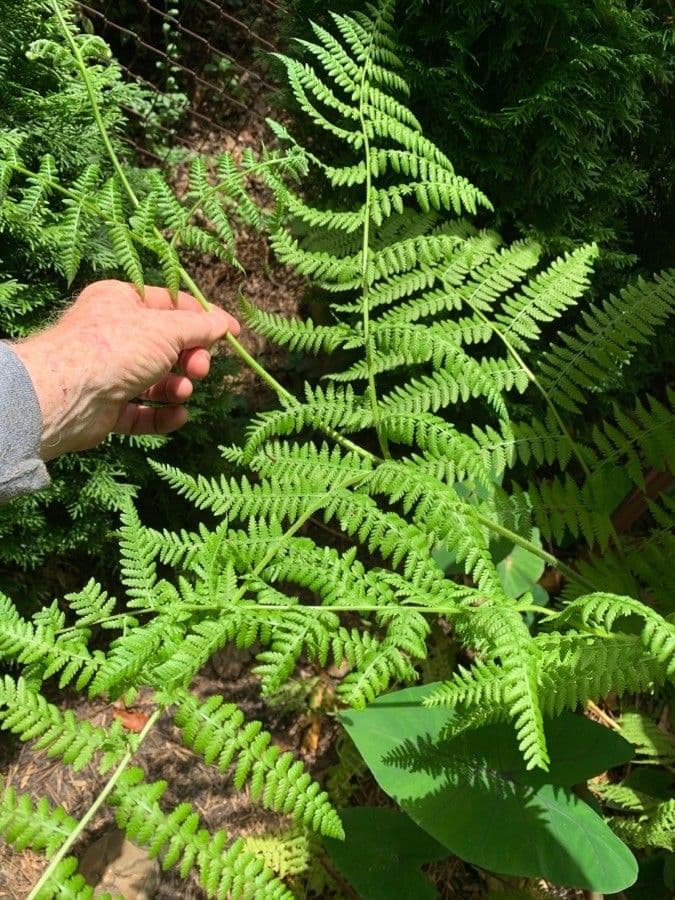 Cystopteris 9