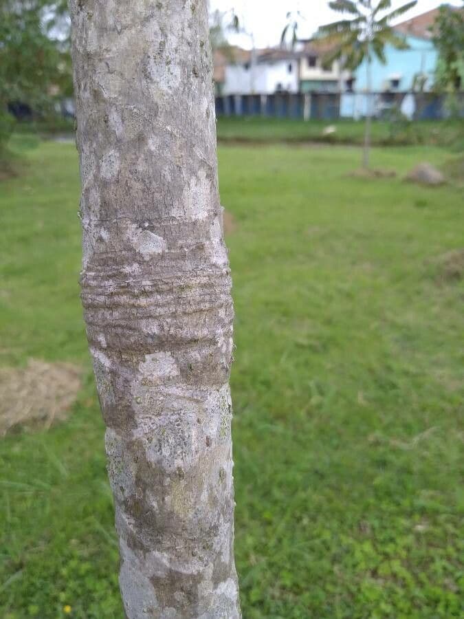 Cecropia 21