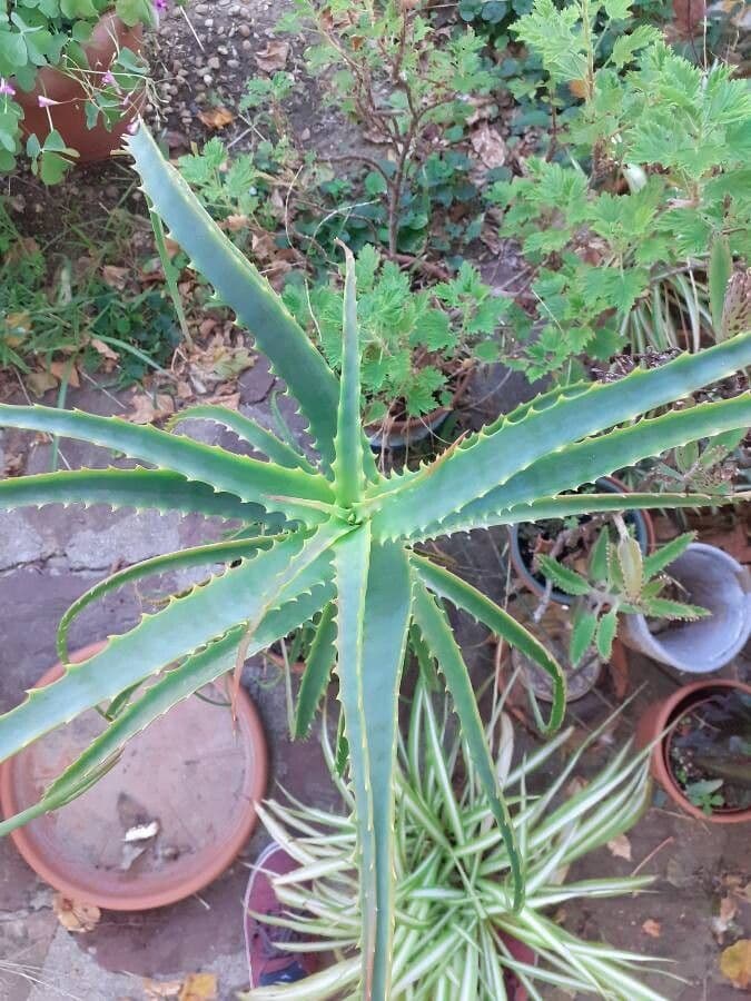 Aloe 7