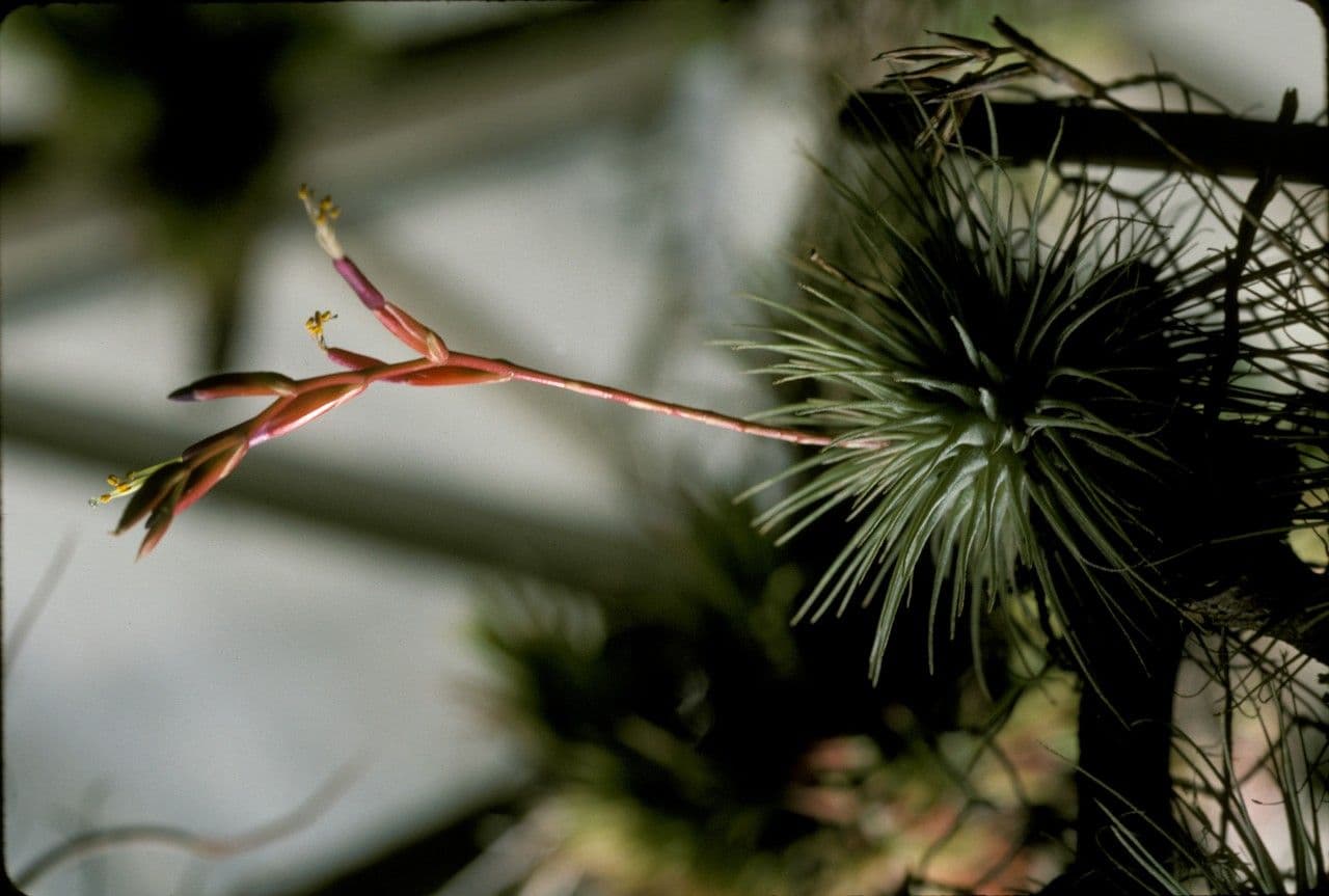 Tillandsia 4