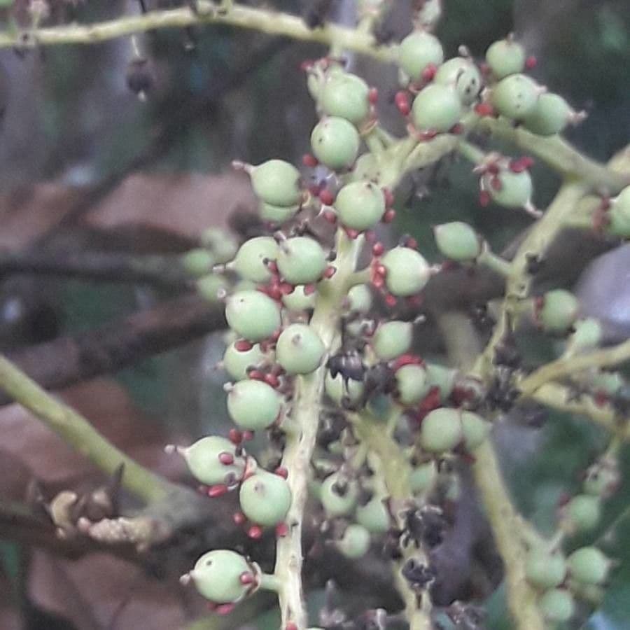 Elattostachys 2