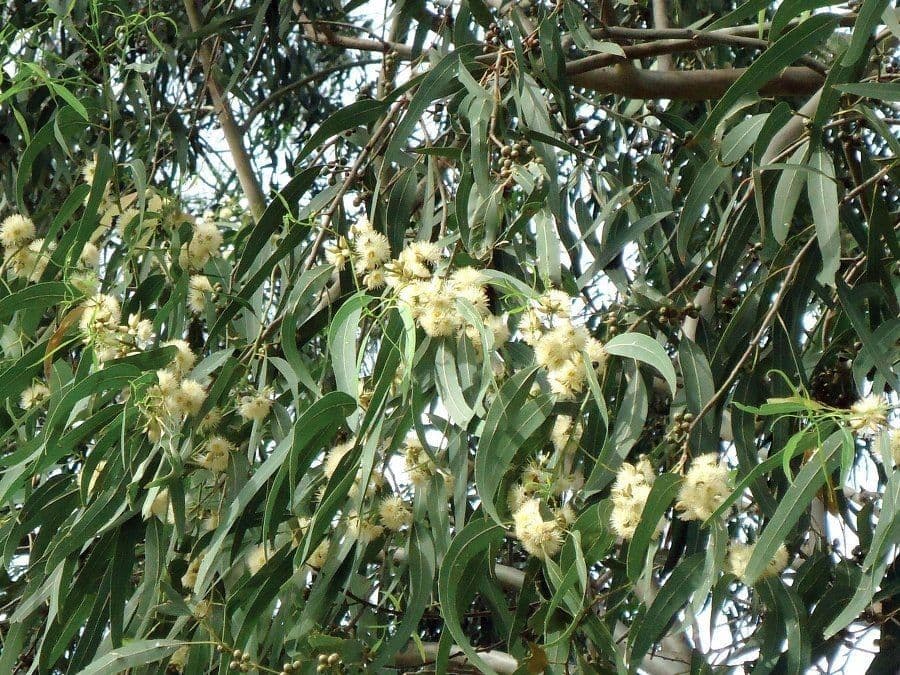 Glattschaliger Eukalyptus 3
