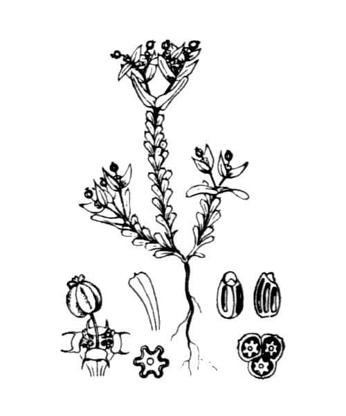 Gerillte Wolfsmilch 20