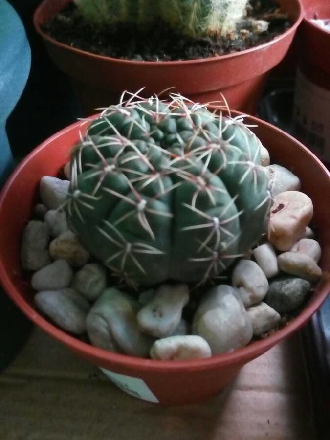 Gymnocalycium verde-rosso 13