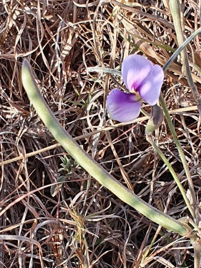 Vigna frutescens