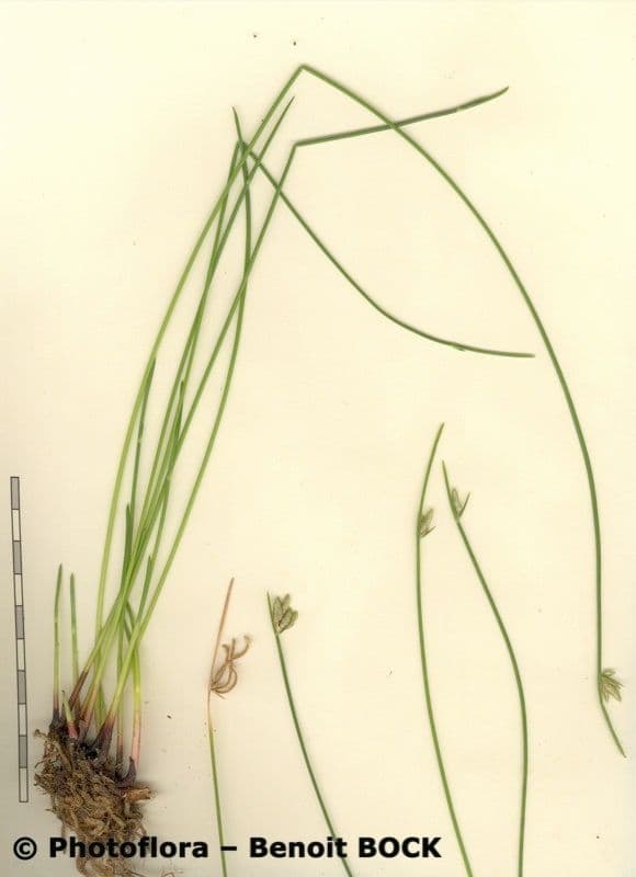 Zigolo liscio 18