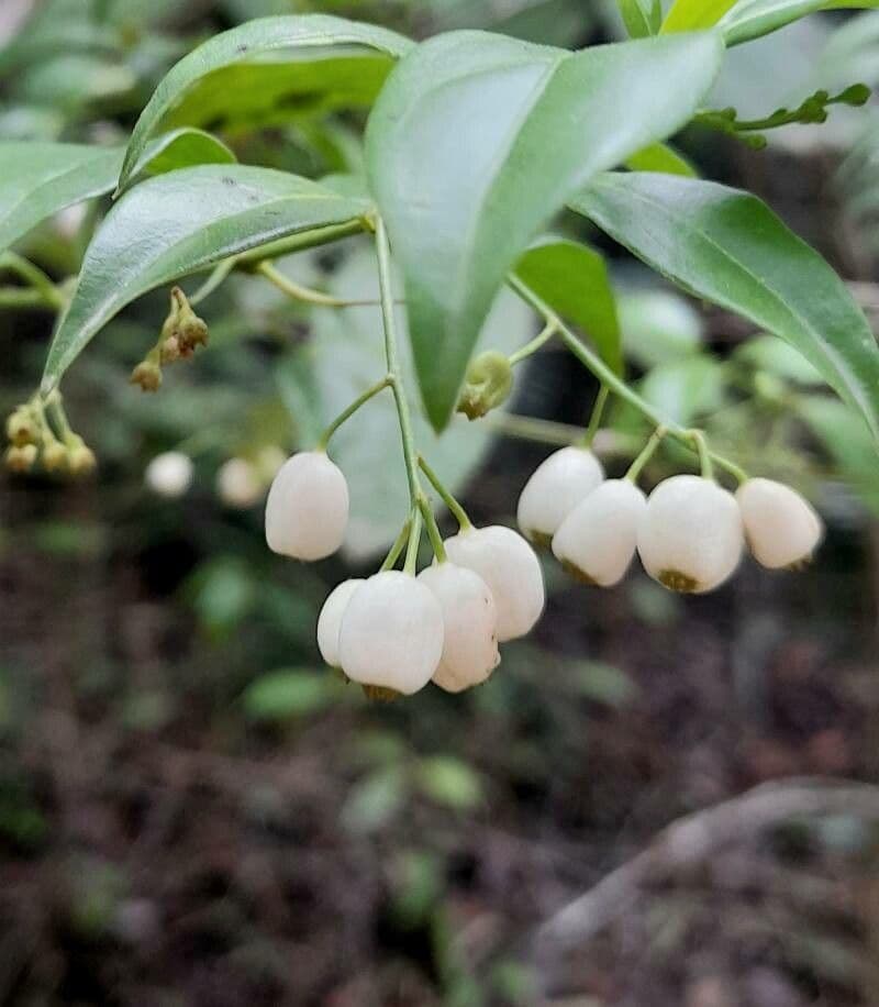 Chiococca alba 2