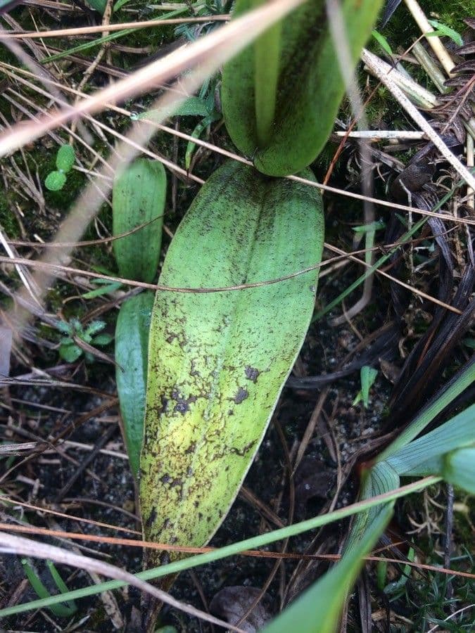 Satyrium 9