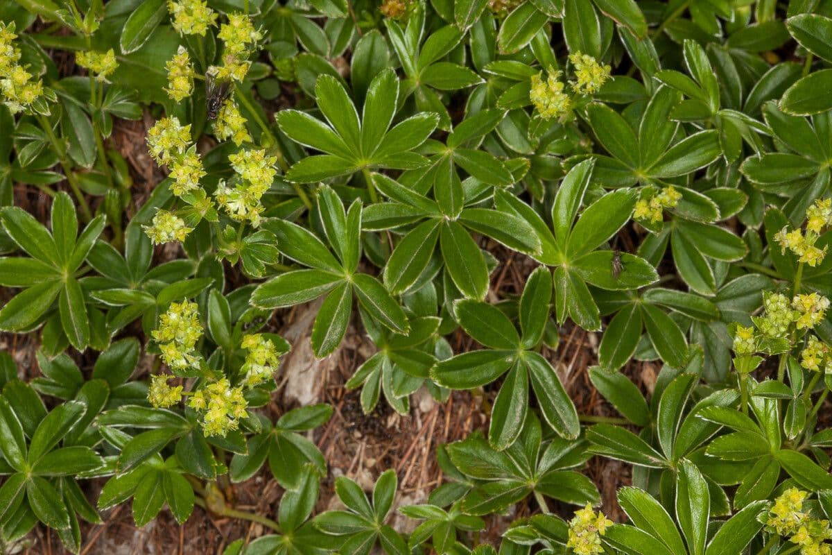 Alchemilla transiens
