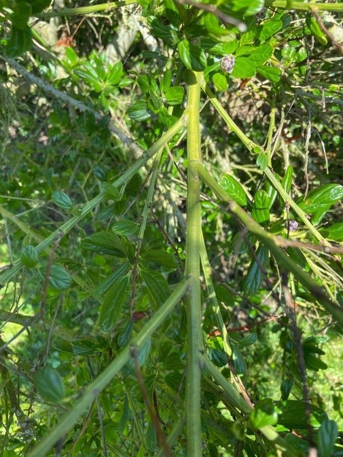 Ceanothus thyrsiflorus 22