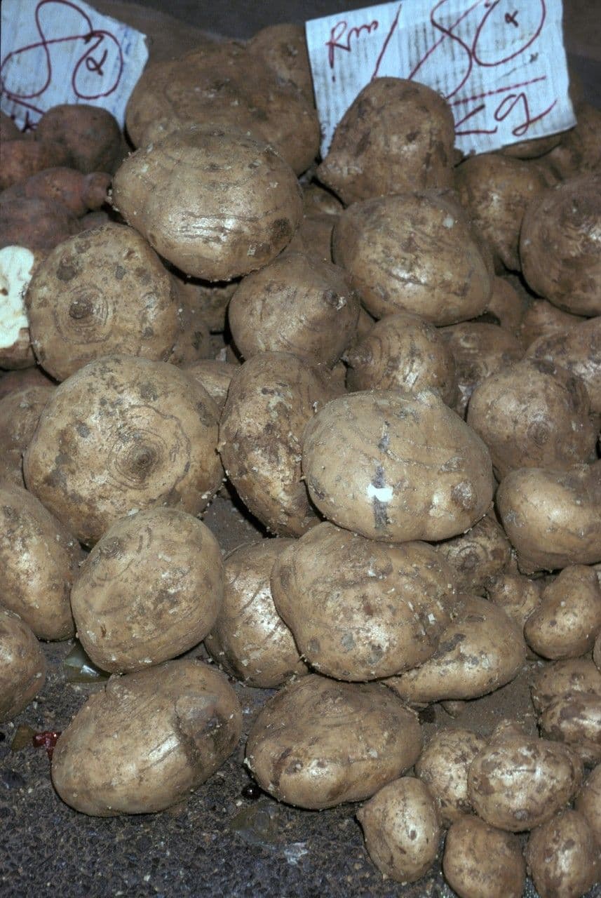 Jicama 21