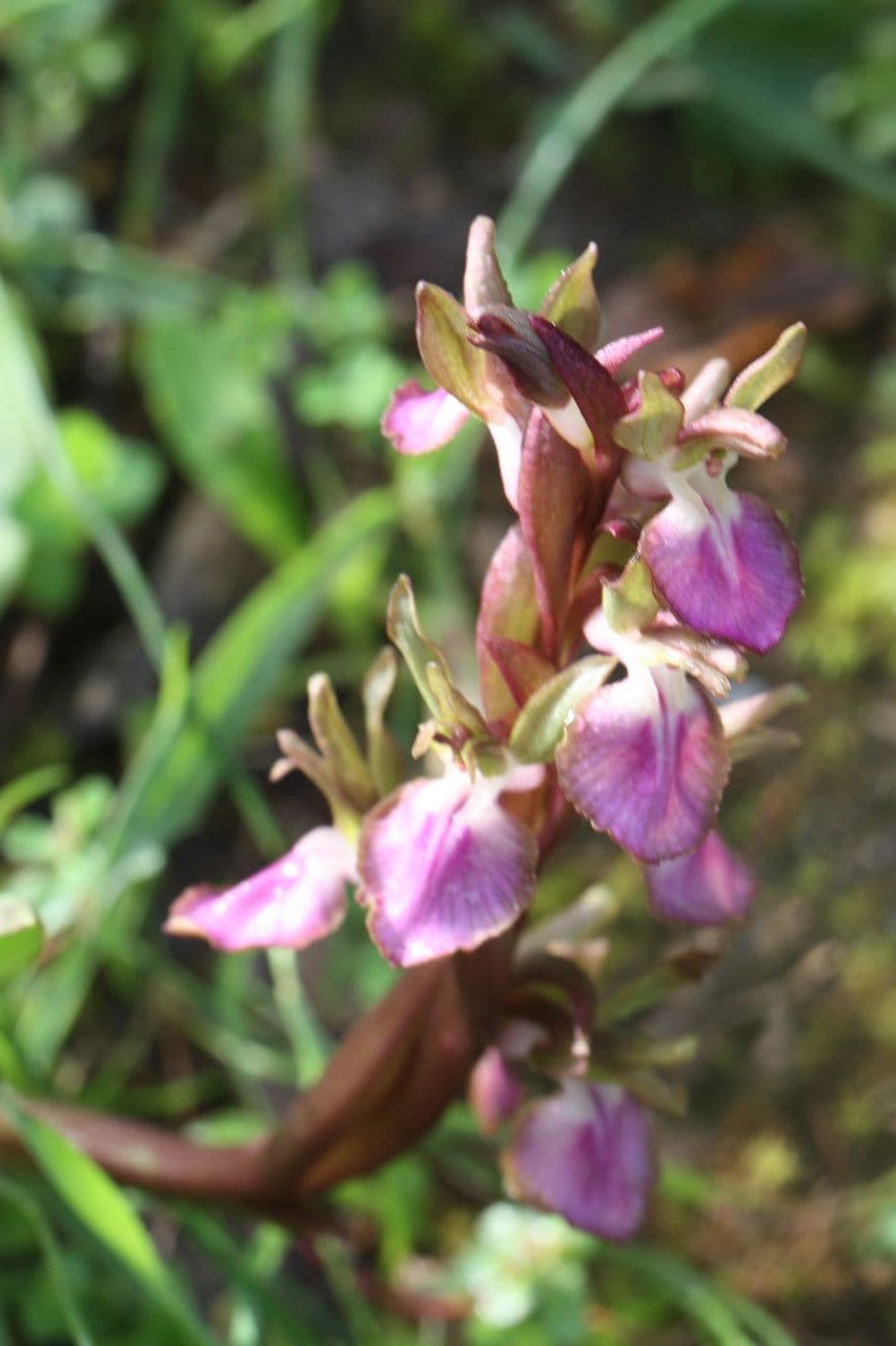 Orchide di collina