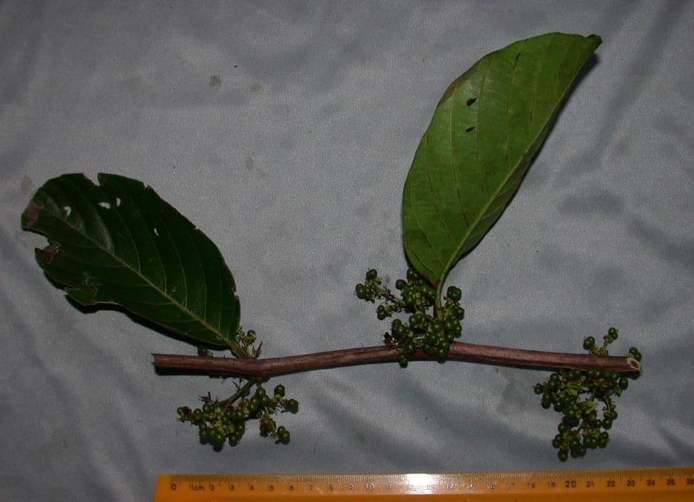 Pinzona coriacea 15