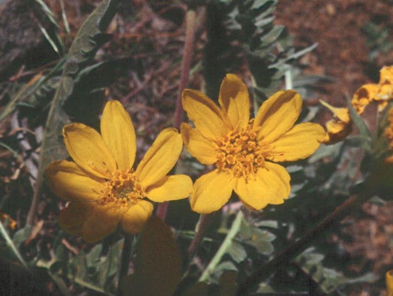 Balsamwurzel 3