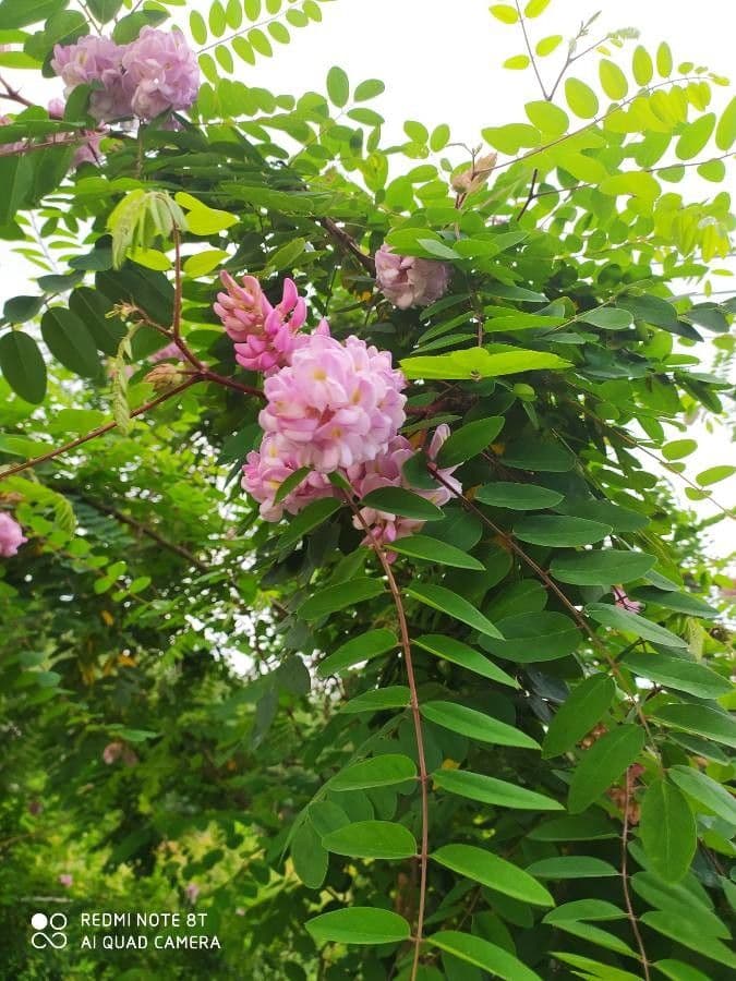 Robinia viscosa 9