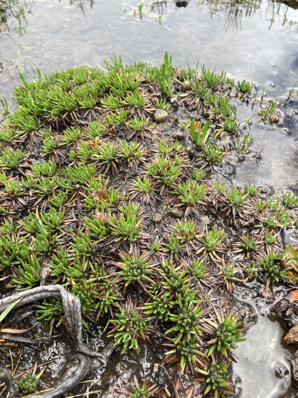 Xenophyllum