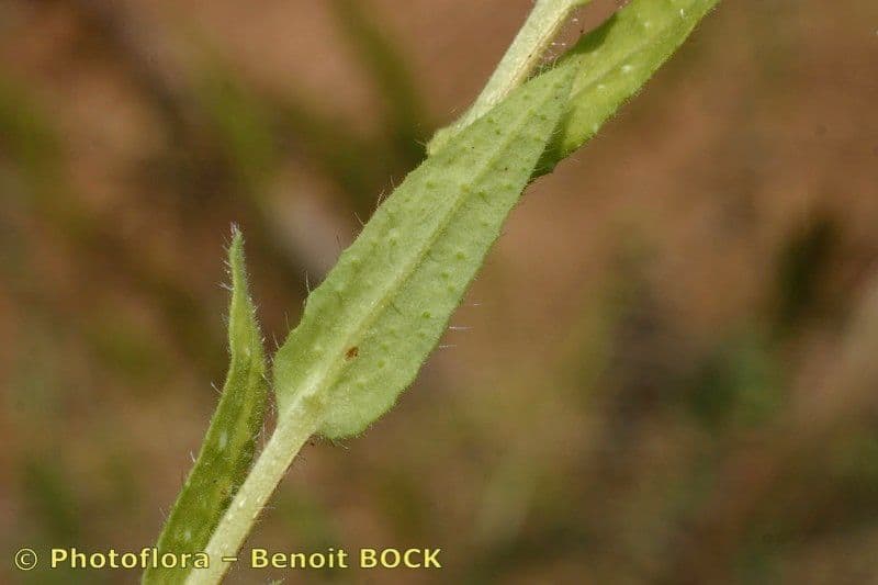 Nonea 20