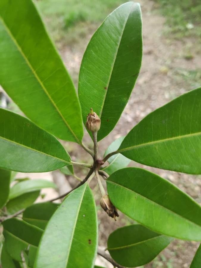 Sapodilla 9