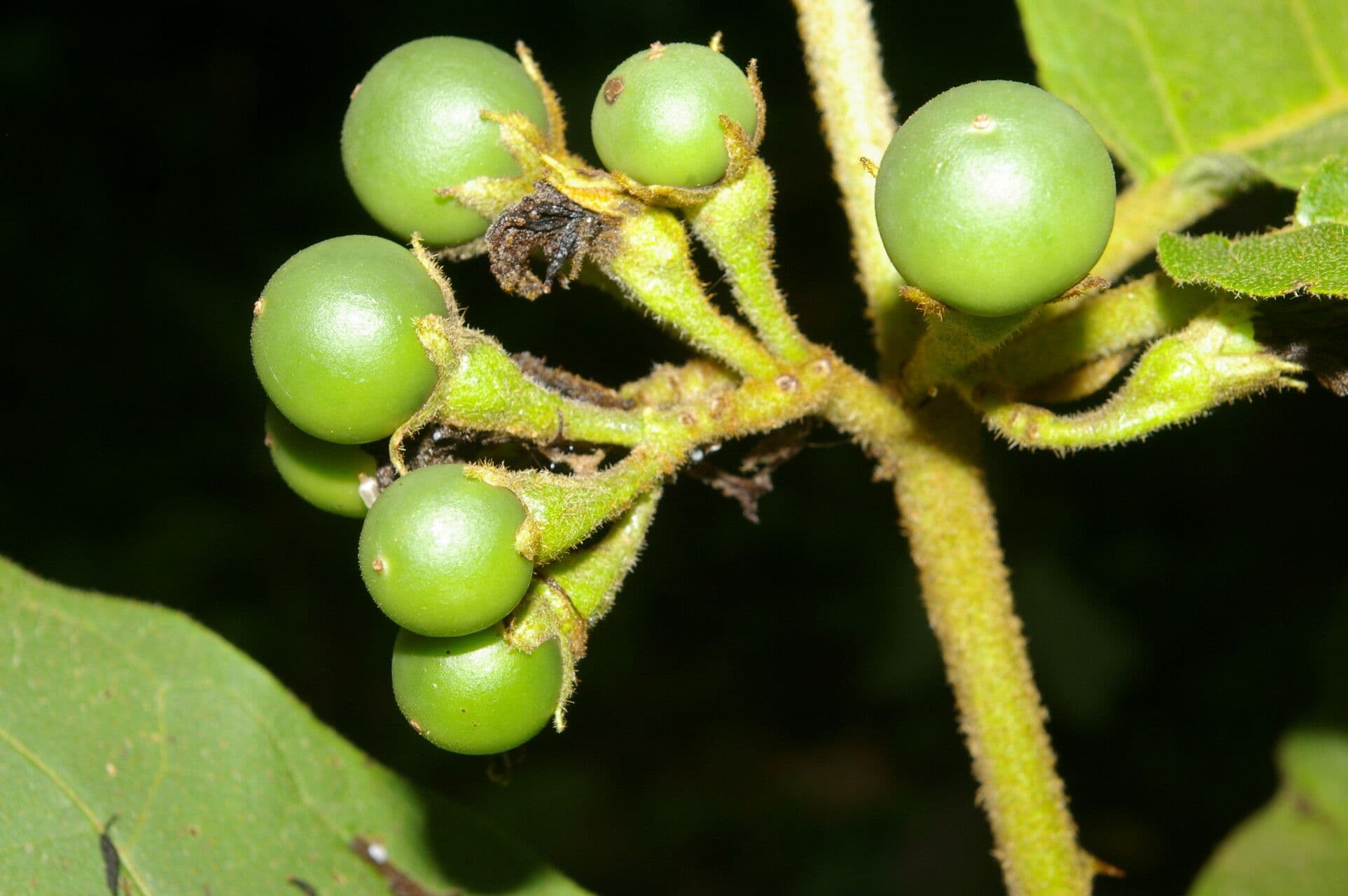 Große Teufelsfeige 3