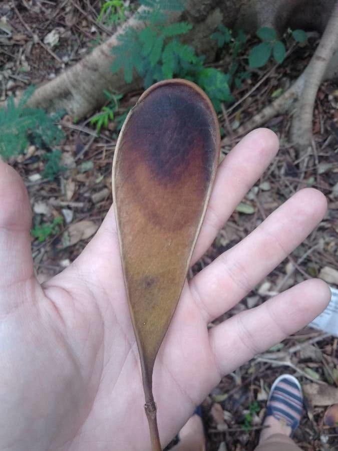 Schizolobium parahyba