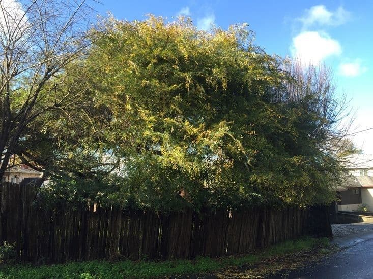 Zelkova 11