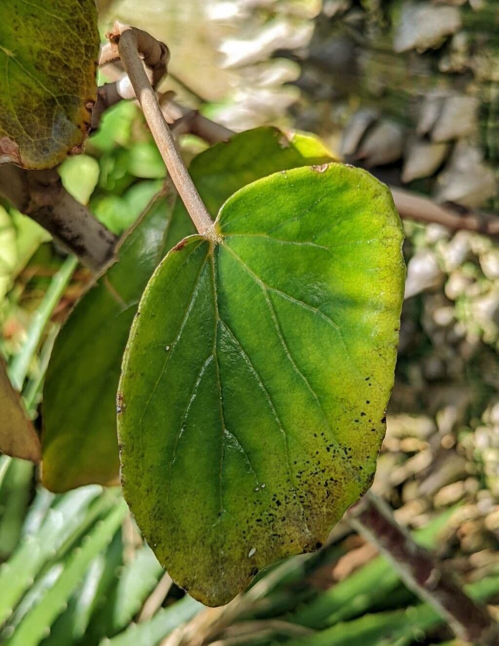 Begonia 2