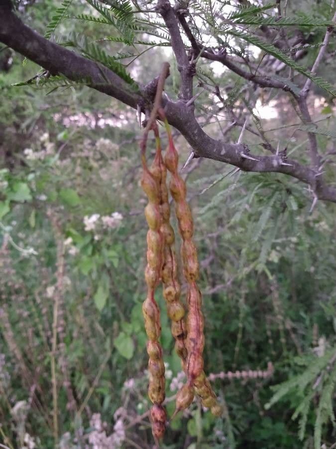 Prosopis 2