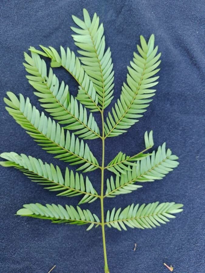 Cojoba 6