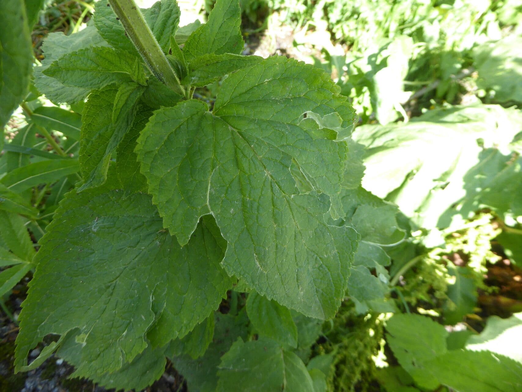 Krtičník alpínský 18
