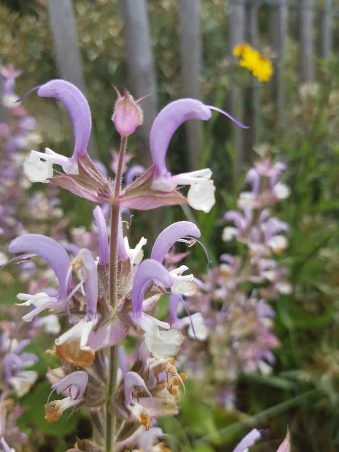 Šalvia muškátová 6