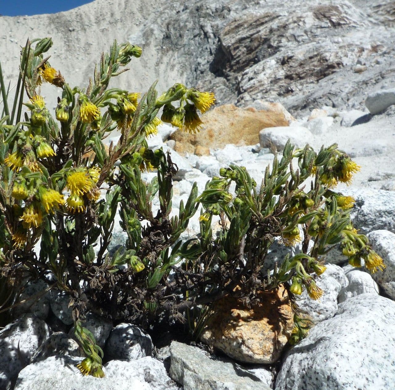 Senecio 7