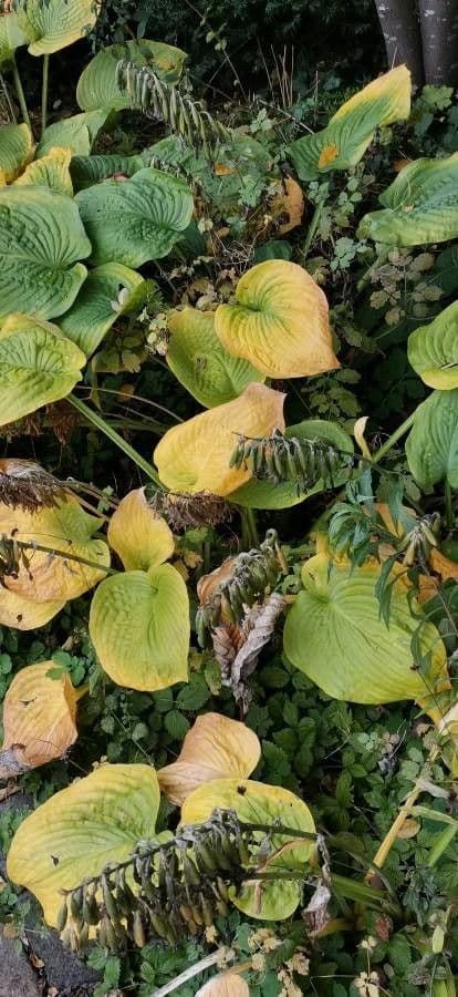 Hosta 9