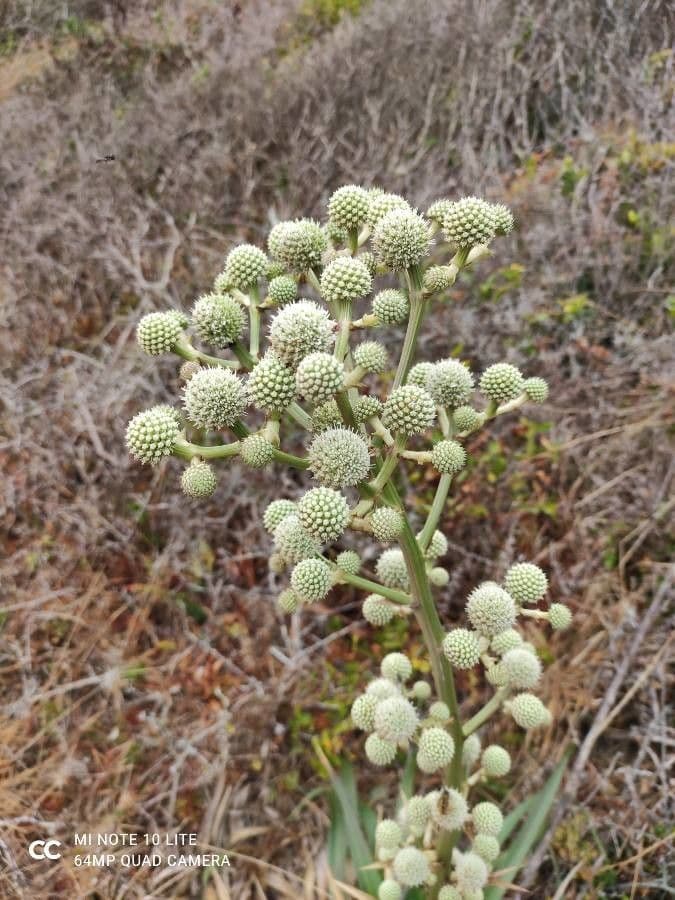 Yucca-Mannstreu 10