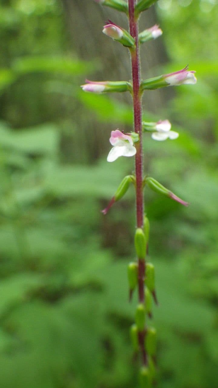 Phryma leptostachya 18