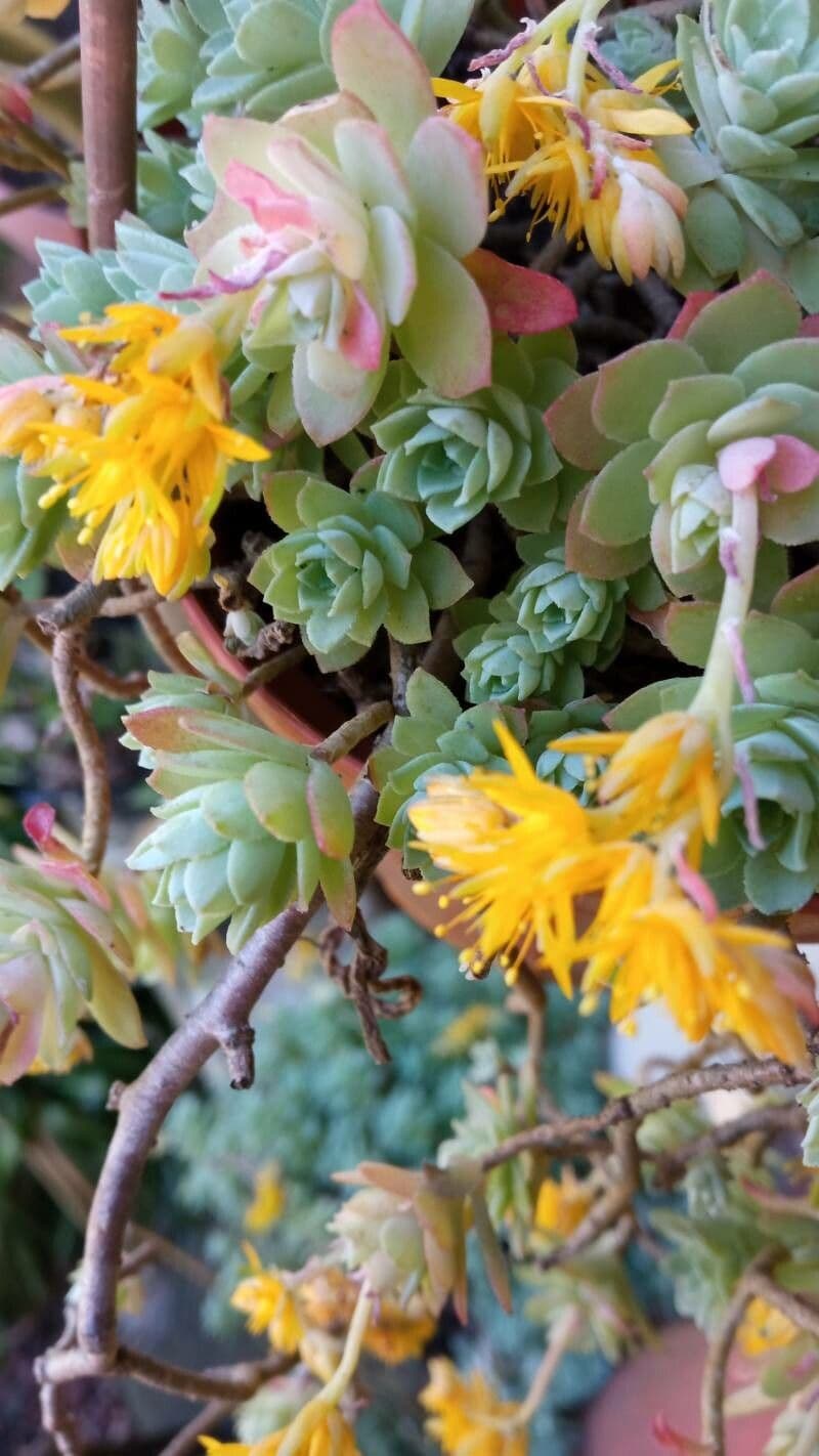 Sedum 17