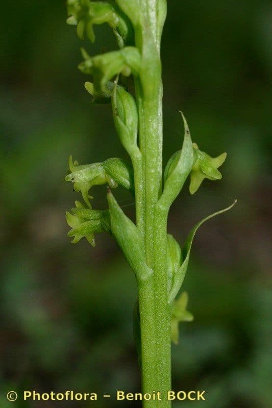 Gennaria diphylla 21