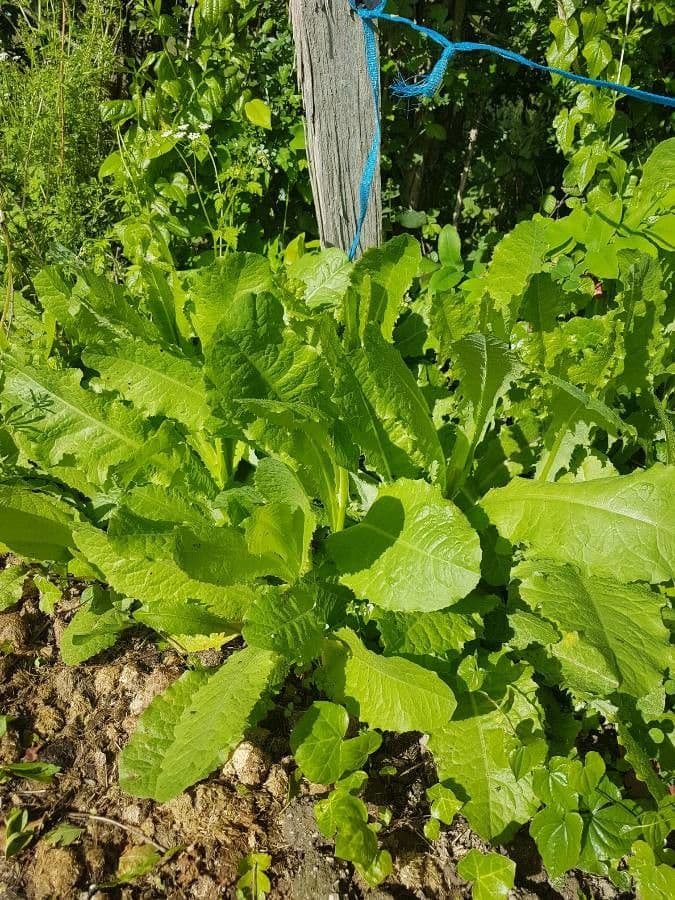 Lechuga amarga 8