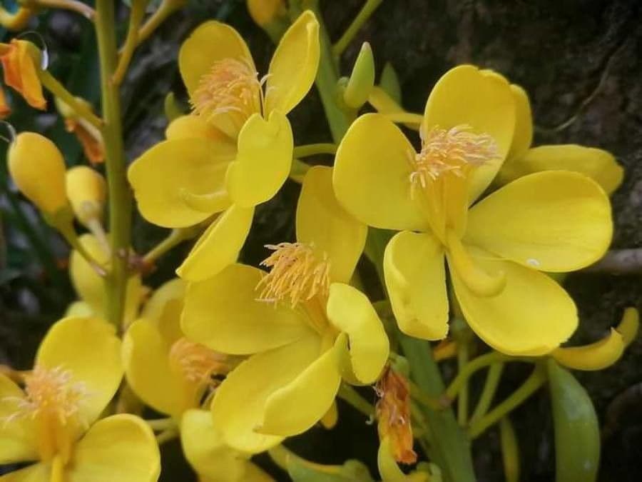 Cespedesia 10