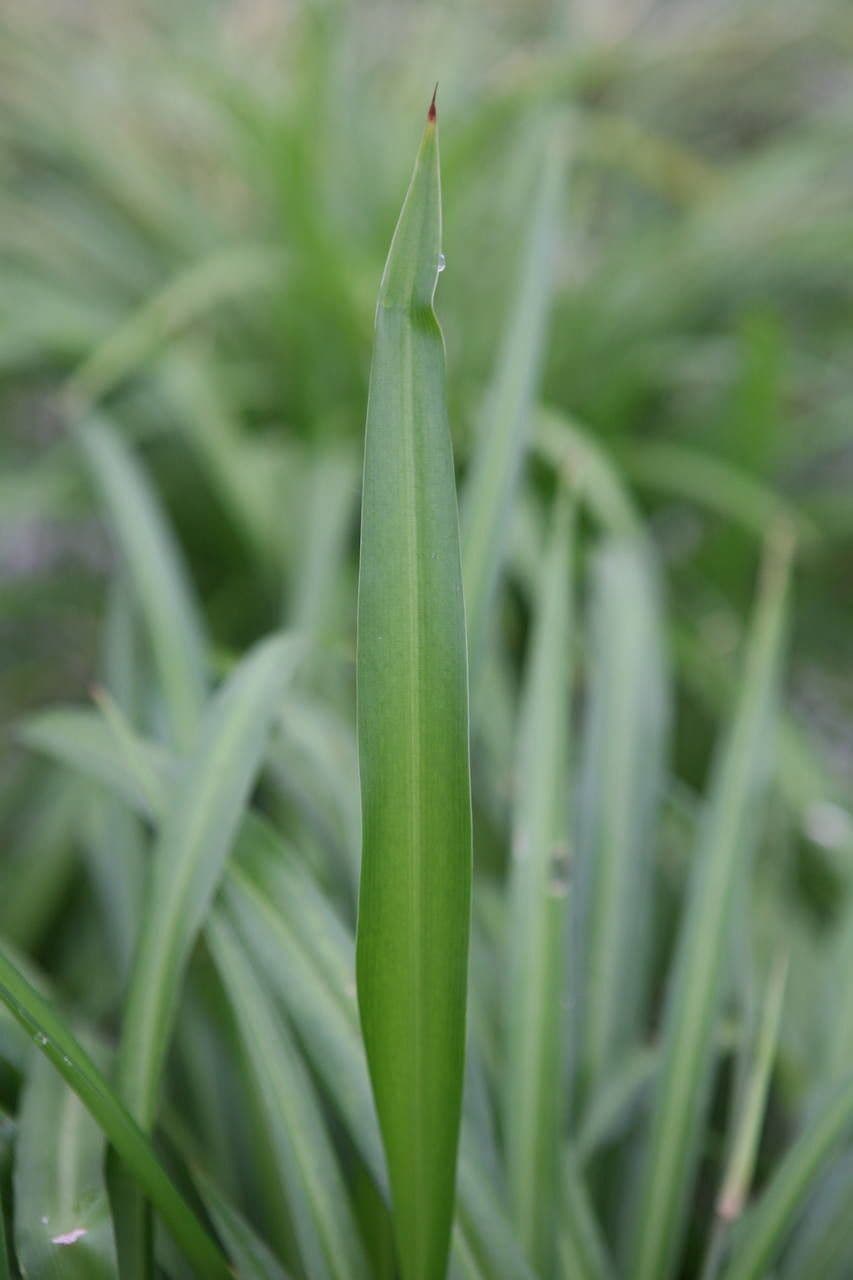 Chlorophytum 24