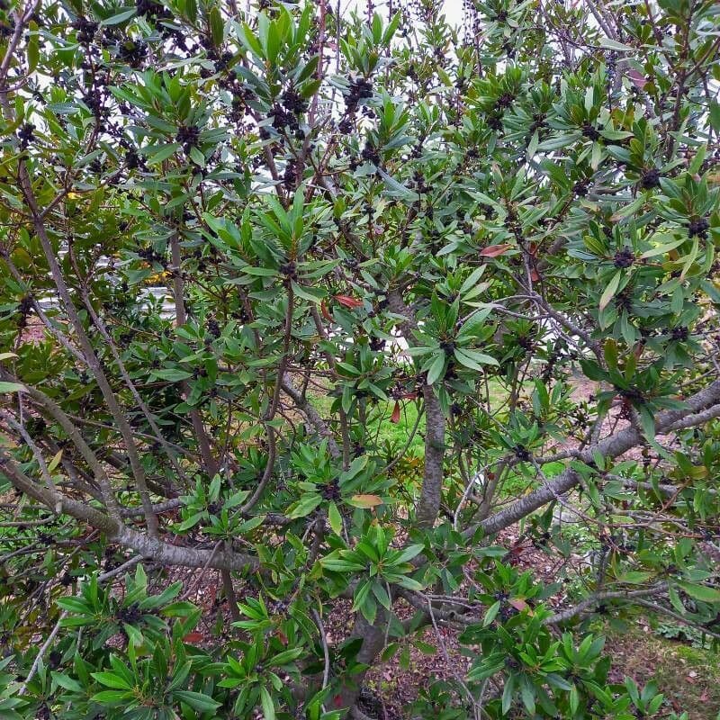Pacific waxmyrtle 5