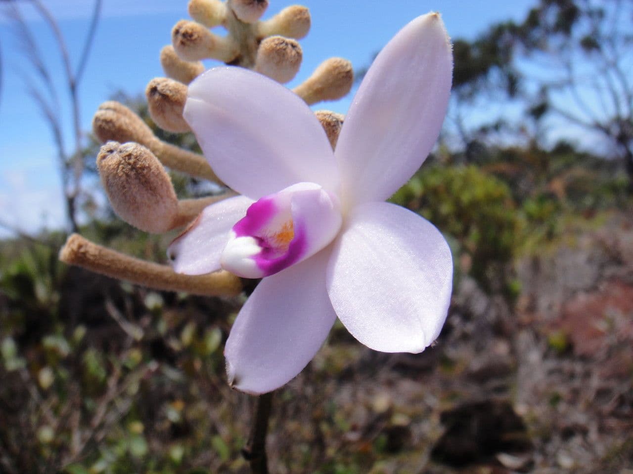 Eriaxis rigida 5