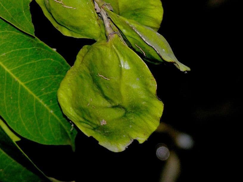 Pterocarpus 3