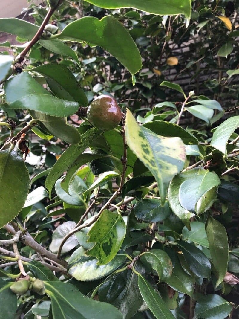 Camelia oleifera 2