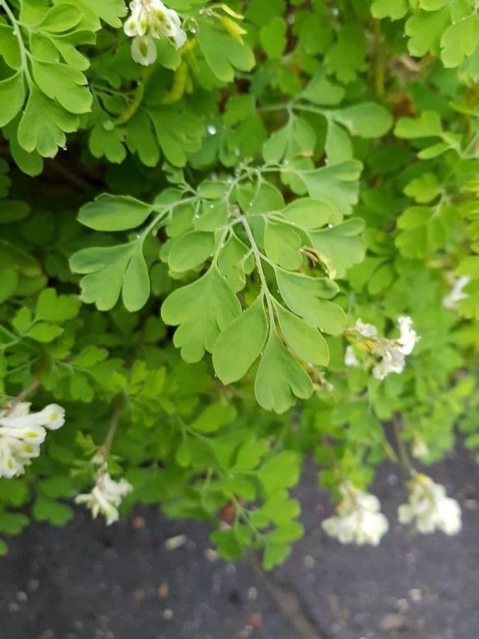 Corydalis blanca 15