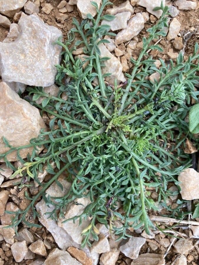 Crupina comune 10