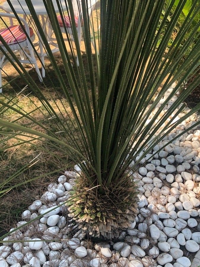 Texas-Sotol 5