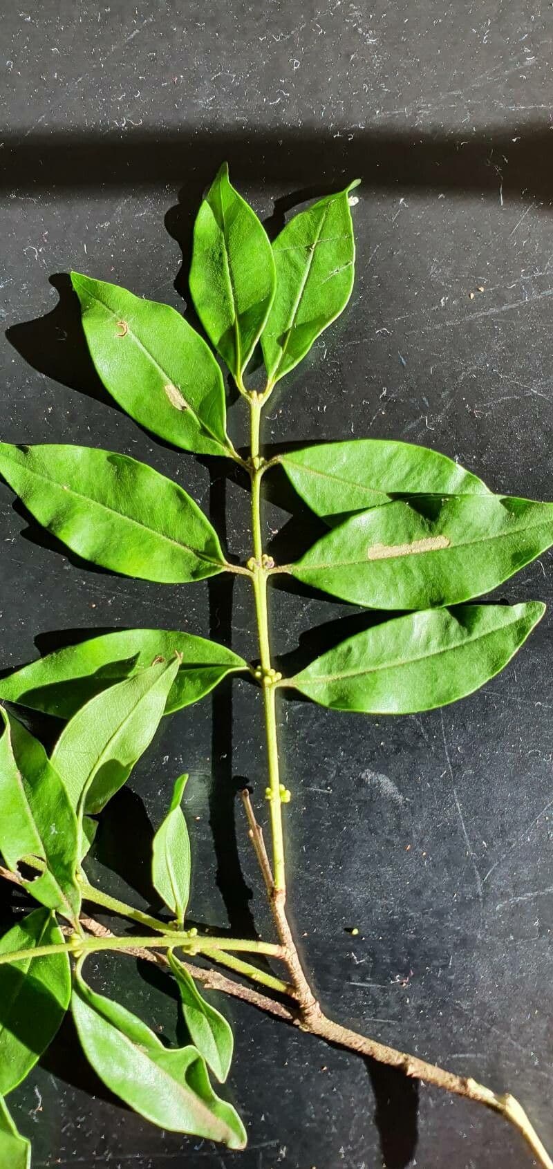 Glänzende Myrcia 17