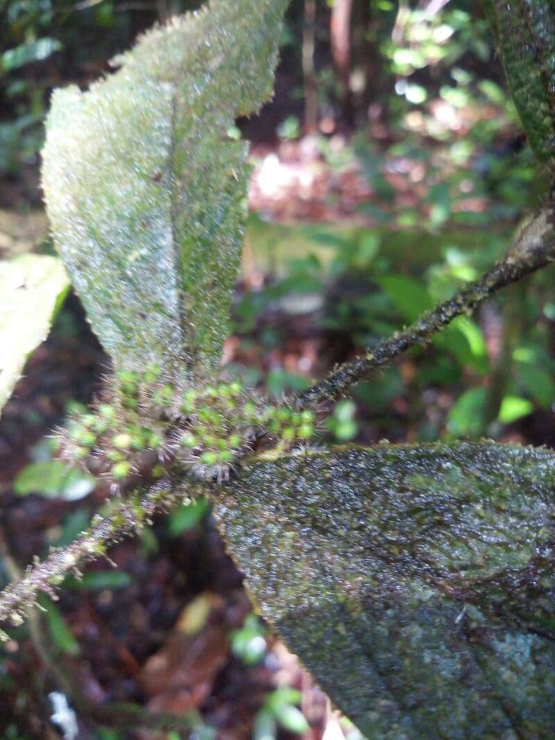 Cordia nodosa 6