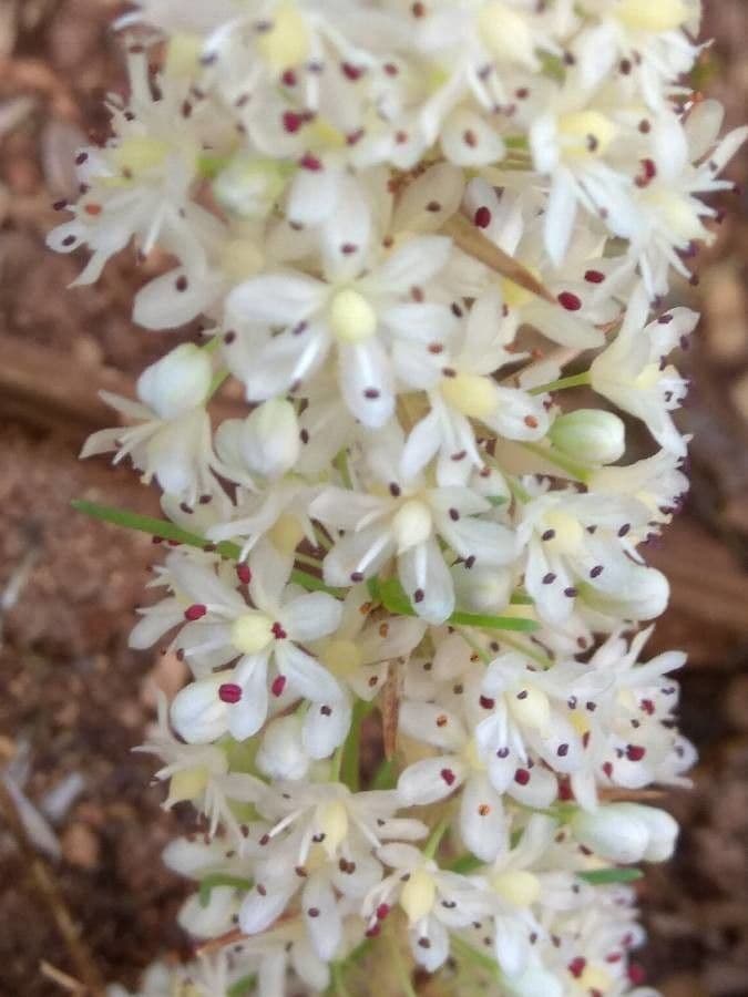 White asparagus 6